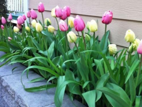 Цветущие многолетники для Подмосковья. Особенности 11 Цветущие многолетники для Подмосковья. Особенности 11