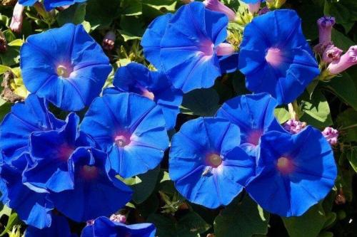 Голубые многолетники. Садовые синие цветы