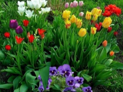 Цветущие многолетники для Подмосковья. Особенности 10 Цветущие многолетники для Подмосковья. Особенности 10