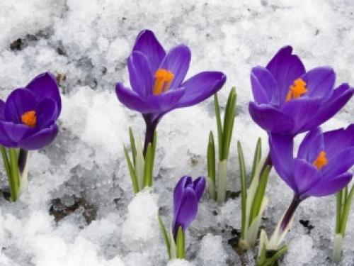 Цветущие многолетники для Подмосковья. Особенности 06 Цветущие многолетники для Подмосковья. Особенности 06