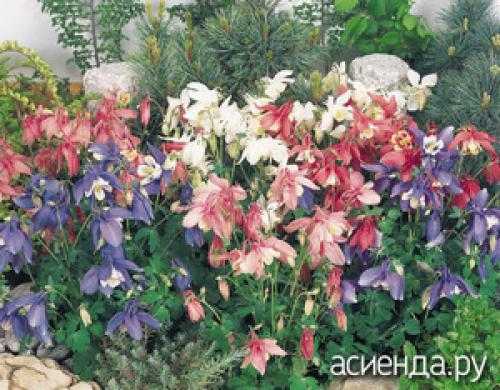 Неприхотливые многолетники для Подмосковья. Цветущие многолетники для Подмосковья