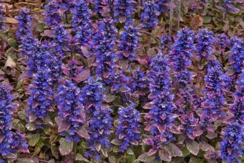 Голубые многолетники. Садовые синие цветы