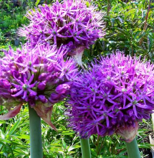 Зимостойкие многолетники. Морозостойкие луковичные многолетники