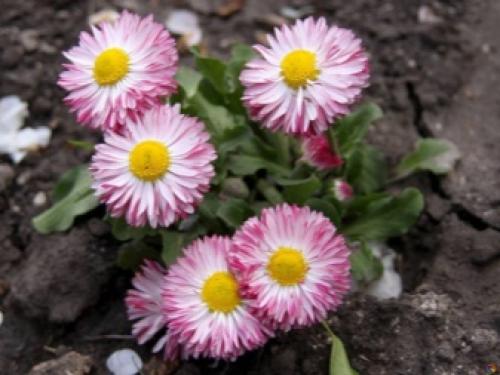 Цветущие многолетники для Подмосковья. Особенности 18 Цветущие многолетники для Подмосковья. Особенности 18