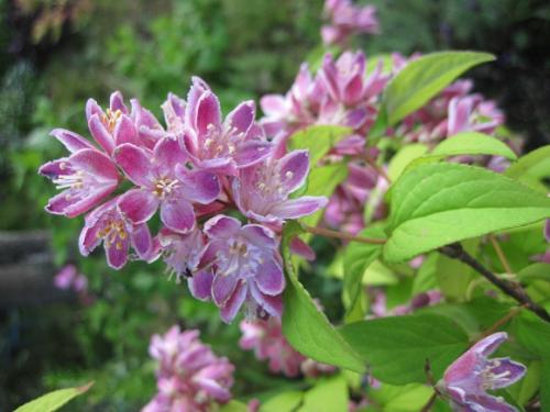 Кустарники, цветущие все лето в подмосковье. Подмосковная зона