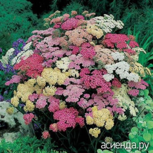 Неприхотливые многолетники для Подмосковья. Цветущие многолетники для Подмосковья