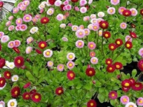 Цветущие многолетники для Подмосковья. Особенности 19 Цветущие многолетники для Подмосковья. Особенности 19