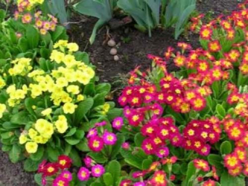 Цветущие многолетники для Подмосковья. Особенности 09 Цветущие многолетники для Подмосковья. Особенности 09