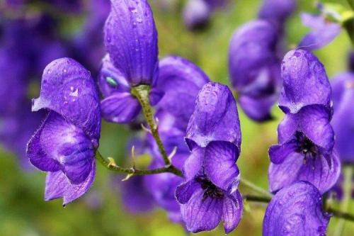 Голубые многолетники. Садовые синие цветы