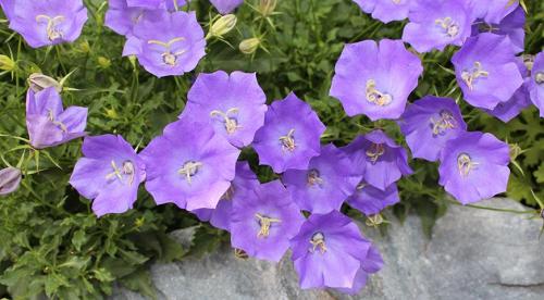 Цветущие многолетники для Подмосковья. Особенности 39 Цветущие многолетники для Подмосковья. Особенности 39