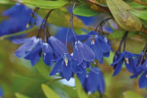 Голубые многолетники. Садовые синие цветы