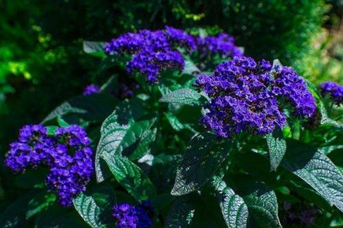 Голубые многолетники. Садовые синие цветы