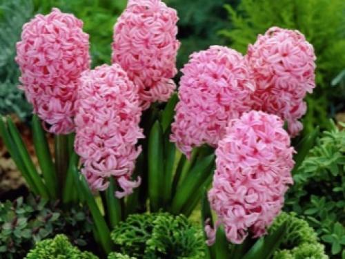 Цветущие многолетники для Подмосковья. Особенности 13 Цветущие многолетники для Подмосковья. Особенности 13