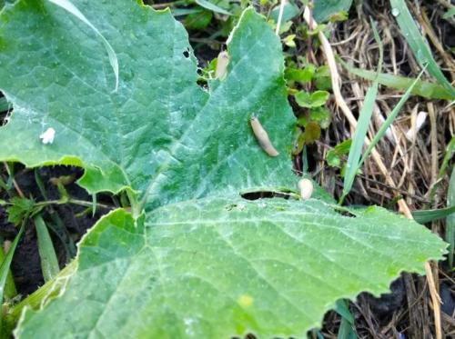 Как избавиться от слизней в теплице. Чем опасны слизни на огороде 07 Как избавиться от слизней в теплице. Чем опасны слизни на огороде 07