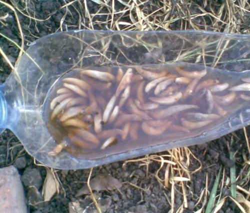 Как избавиться от слизней на помидорах. Народные и химические средства, как лучший метод борьбы с слизнями на помидорах — меры по профилактике