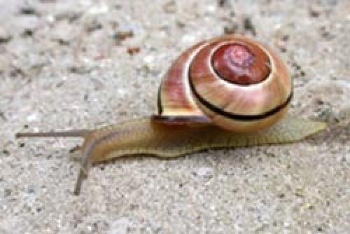 Лучшее средство от слизней. Как избавиться навсегда от слизней на участке, в огороде