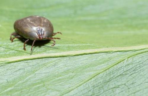 Гигантские слизни на участке. Прожорливые гости 11 Гигантские слизни на участке. Прожорливые гости 11