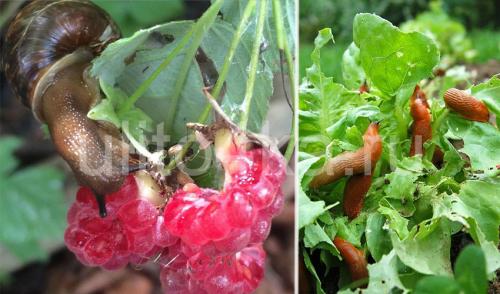 Как избавиться от улиток навсегда. Вред от улиток и слизней