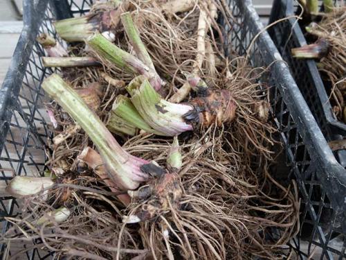 Ароматные хосты. Хоста с белыми цветами