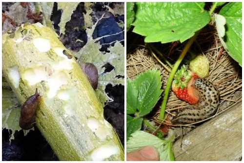 Слизни на огороде: как избавиться. Борьба с брюхоногими на даче или в огороде