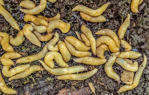 Как избавиться от слизней навсегда. Что такое слизень