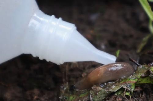 Уксус от слизней. Сравнение трех средств для борьбы со слизнями. Самое эффективное средство — обычный уксус