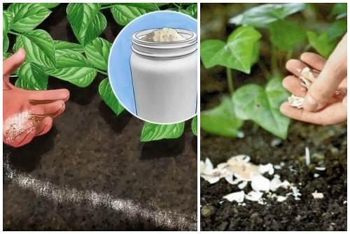 Слизни на огороде: как избавиться. Борьба с брюхоногими на даче или в огороде