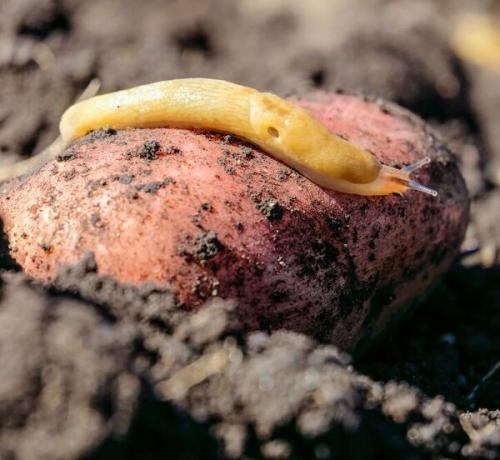 Слизни на помидорах. Химические методы избавления от слизней