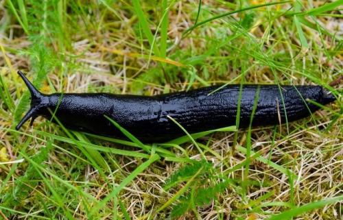 Как избавиться от слизней навсегда. Что такое слизень