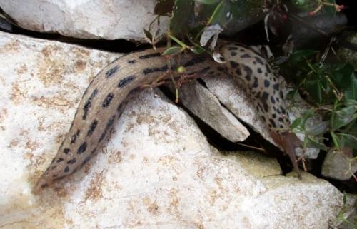 Как избавиться от слизней навсегда. Что такое слизень