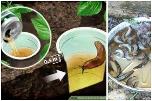 Слизни на огороде: как избавиться. Борьба с брюхоногими на даче или в огороде