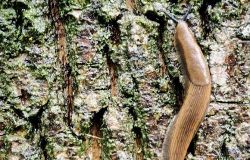 Как избавиться от слизней навсегда. Что такое слизень