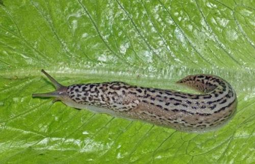 Как избавиться от слизней навсегда. Что такое слизень