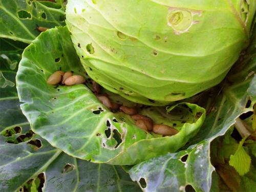 Как избавиться от слизней на огороде. Как избавиться навсегда от слизней на участке, в огороде