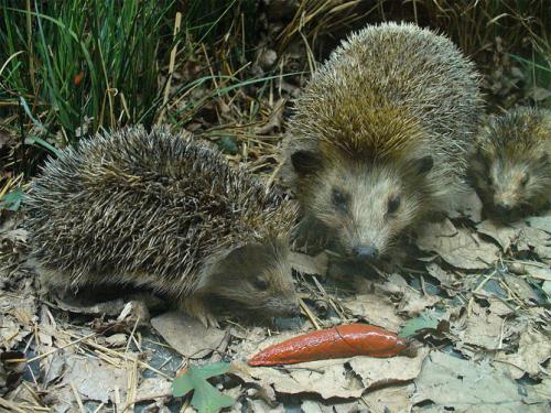 Как избавиться от слизней на огороде. Как избавиться навсегда от слизней на участке, в огороде