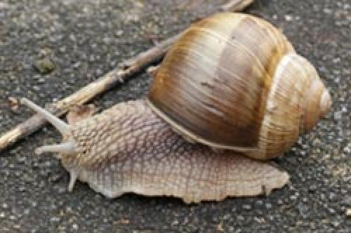 Как избавиться от слизней на огороде. Как избавиться навсегда от слизней на участке, в огороде