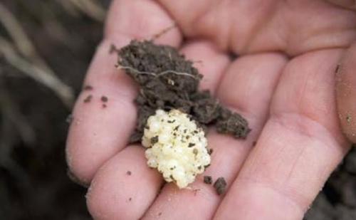 Как избавиться от слизней на огороде. Как избавиться навсегда от слизней на участке, в огороде