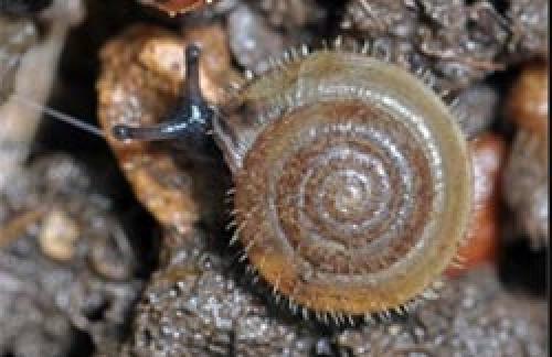 Как избавиться от слизней на огороде. Как избавиться навсегда от слизней на участке, в огороде