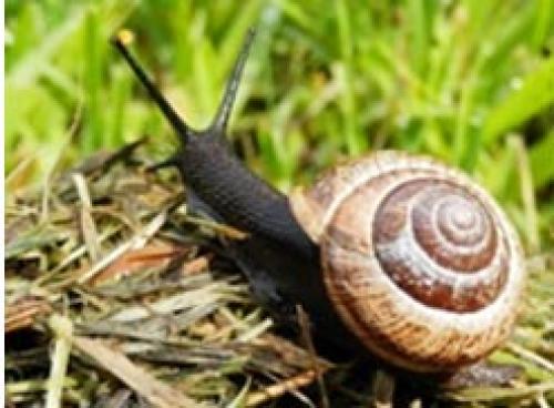Как избавиться от слизней на огороде. Как избавиться навсегда от слизней на участке, в огороде