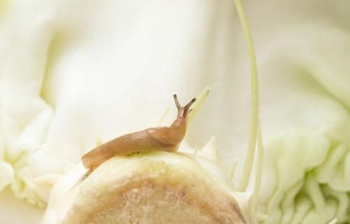 Как избавиться от слизней навсегда. Что такое слизень