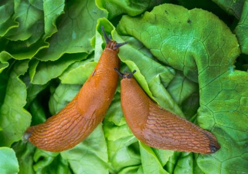 Зола от слизней. Откуда берутся слизни