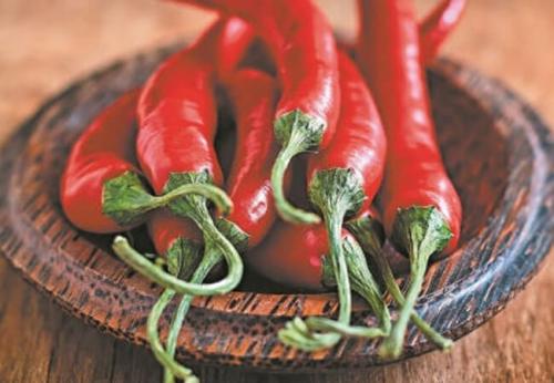 Обработка капусты перцем. Красный перец — защита капусты от вредителей №1