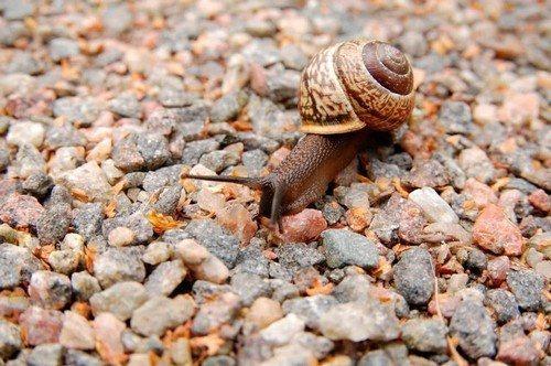 Как отпугнуть слизней и улиток. 5 способов отпугнуть слизней и улиток с грядок