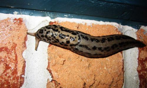 ЭФФЕКТИВНОЕ СРЕДСТВО от слизней в теплице. Химические препараты 01