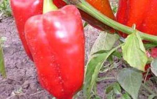 Как избавиться от слизней на перцах в теплице. На перце