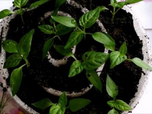 Улитки на перце. Посадка в улитку семян перца