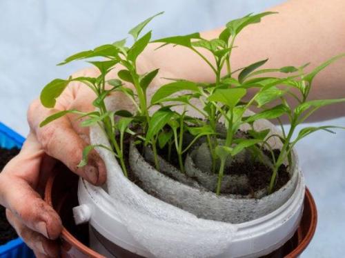 Улитки на перце. Посадка в улитку семян перца