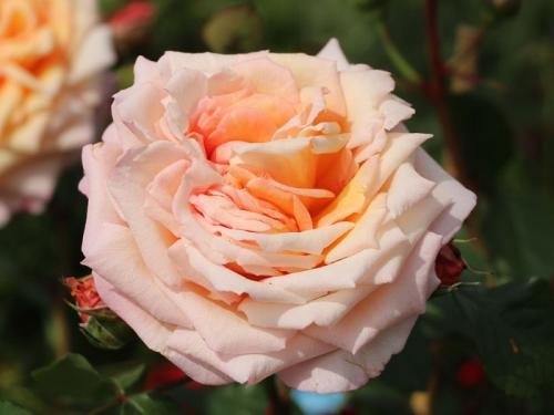 Плетистая крупноцветковая роза клаймер сорт Barock. Клаймбер “Барок” (Barock): достоинства и недостатки сорта
