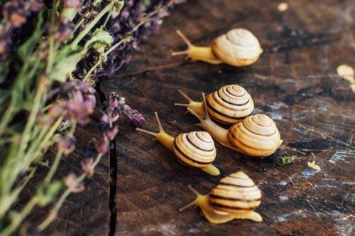 Чем обработать участок от улиток. Испробованные способы защиты огорода от назойливых улиток