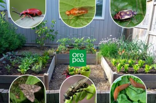 Как найти улитку в огороде. Почему на участке много улиток и слизней?